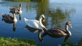 One white adult and three immature grey Mute Swans, latin name Cygnus Olor, swimming together near bank of large fish pond