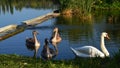 One white adult and three immature grey Mute Swans, latin name Cygnus Olor, swimming together near bank of large fish pond