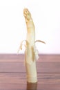 One white asparagus with peeling, peeled a little bit Royalty Free Stock Photo