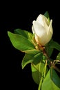 One white beautiful flower of Southern Magnolia  isolated on black background Royalty Free Stock Photo