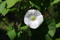 One white bindweed`s flower with a green leaves