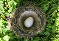 One white bird eggs of different colors lie in the nest on the l Royalty Free Stock Photo