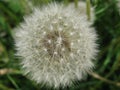 One white blooming dandelion without leaves