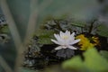 One white Blooming water Lily between leaves and grass grows in a lake or swamp. White Waterlily, Water Rose or Nenuphar, Nymphaea Royalty Free Stock Photo