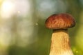 One white bokeh mushroom Royalty Free Stock Photo