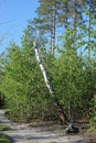 one white broken birch tree with small green leaves
