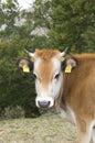 One white brown cow with bell Royalty Free Stock Photo