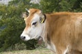 One white brown cow with bell Royalty Free Stock Photo