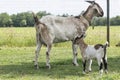 One, white, brown horned, baby goat kids, standing next to the mother, selective focus Royalty Free Stock Photo