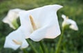 One white calla or arum lily flower on green background. ÃÂ¡alla flower close up shallow depth of field. Royalty Free Stock Photo