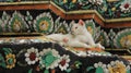 One White Cat Relaxtion on Colored Mosaics Local Pagoda