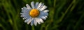 One white chamomile flower isolated on a green grass background. Top view. Space for text Royalty Free Stock Photo