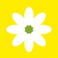 One white chamomile on a yellow square background