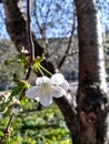 one white cherry tree flower in front of a brown trunk against a blue sky and green grass background Royalty Free Stock Photo