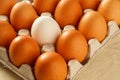 One white chicken egg against a group of brown eggs in a carton pack Royalty Free Stock Photo