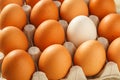 One white chicken egg against a group of brown eggs in a carton pack Royalty Free Stock Photo