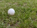 One white chicken egg in green grass Royalty Free Stock Photo