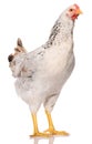 one white chicken isolated on white background, studio shoot