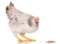 one white chicken pecking grains isolated on white background studio shoot