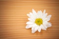 One white Chrysanthemum Flower on wood Background Royalty Free Stock Photo