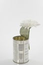 One white chrysanthemum in a tin old can over white. Concept still life. Royalty Free Stock Photo