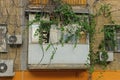 One white covered balcony overgrown with green vegetation on a brown wall with windows