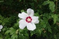 One white crimsoneyed flower of Hibiscus syriacus in August Royalty Free Stock Photo