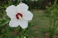 One white crimsoneyed flower of Hibiscus syriacus with raindrops Royalty Free Stock Photo