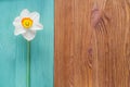 One white daffodil on a wooden background.