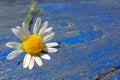 One white daisy field lying on blue wooden boards