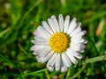 One white daisy flower close up, selective focus.