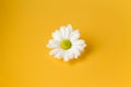 One white daisy flower on yellow background Royalty Free Stock Photo