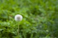 One white dandelion on green grass background Royalty Free Stock Photo