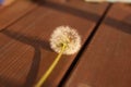 one white dandelion rests on the boards and casts a shadow