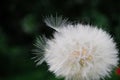 One White dandelion scatters, close-up on a dark background. Macro Royalty Free Stock Photo