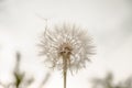 One White dandelion scatters, close-up on a dark background. Macro Royalty Free Stock Photo