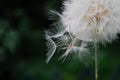 One White dandelion scatters, close-up on a dark background. Macro Royalty Free Stock Photo