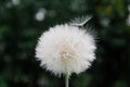 One White dandelion scatters, close-up on a dark background. Macro Royalty Free Stock Photo