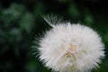 One White dandelion scatters, close-up on a dark background. Macro Royalty Free Stock Photo