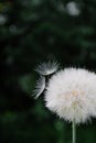 One White dandelion scatters, close-up on a dark background. Macro Royalty Free Stock Photo