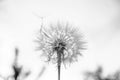 One White dandelion scatters, close-up on a dark background. Macro. Black and white, monochrome Royalty Free Stock Photo