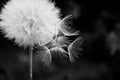 One White dandelion scatters, close-up on a dark background. Macro. Black and white, monochrome Royalty Free Stock Photo