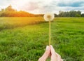 One white dandelion in a woman`s hand against a background of green grass and blue sky with the setting sun Royalty Free Stock Photo