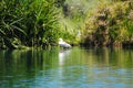 One white dock sanding on the banks of the still green lake waters surrounded by lush green trees and plants at Kenneth Hahn Park Royalty Free Stock Photo