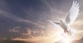 One White Dove freedom flying Wings on sunset wide sky background. Holy spirit of God in Christian religion heaven concept Royalty Free Stock Photo