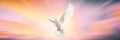 One White Dove freedom flying Wings on sunset wide sky background. Holy spirit of God in Christian religion heaven concept Royalty Free Stock Photo