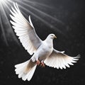 One White Dove freedom flying Wings on transparent background symbol of International Day of Peace, Holy spirit of God in Royalty Free Stock Photo