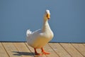 One white duck on dock Royalty Free Stock Photo