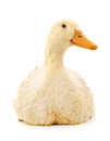 One white duck Royalty Free Stock Photo