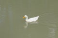 One white duck swimming in pond. White duck floating in water Royalty Free Stock Photo